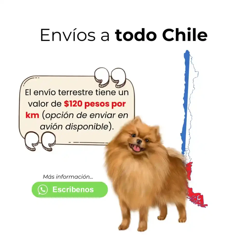 Cachorros Pomerania - Envíos a todo Chile