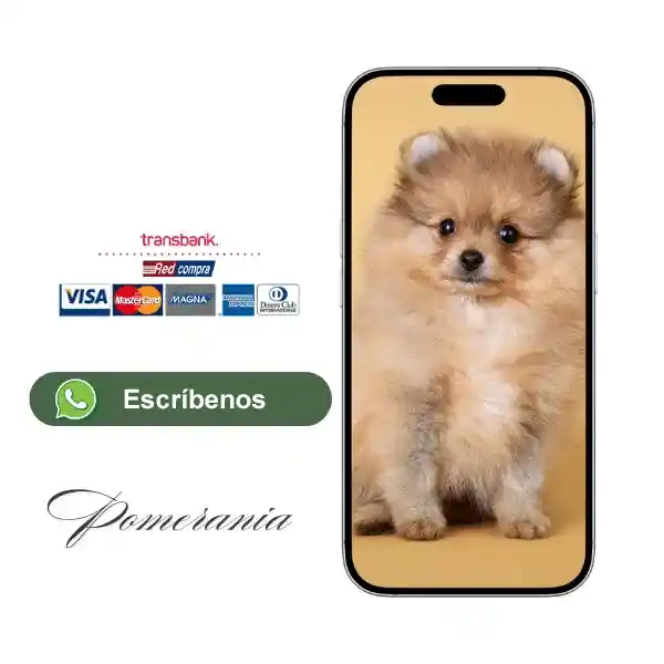 Pide tu cachorro Pomerania
